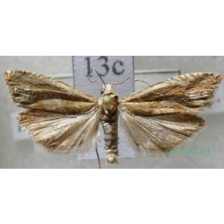 Eucosma hohenwartiana (Denis & Schiffermüller, 1775) Czech13c